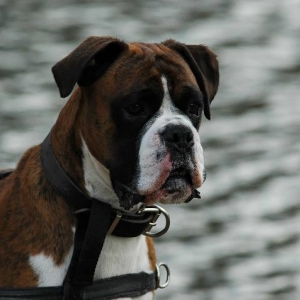 Henri
