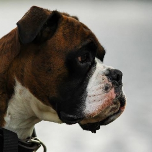 Henri