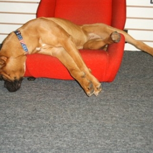 Zoey is "Dog" Tired