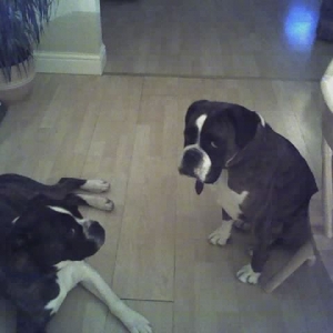 Tyson_georgia_4