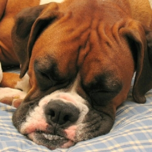 Pooped