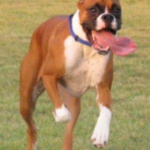 Tongue Flapping In The Wind