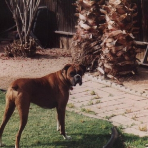Buddy 0505