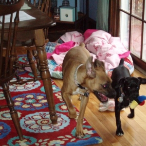 Stella and Luna playing for the first time