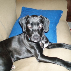 Stella