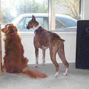 Hanging with a neighbor friend...what do we bark at next?
