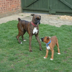 Lola & Zeb playing in the garden