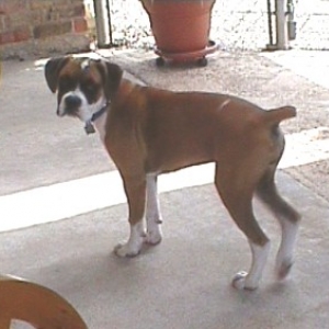 Abby - Mommy's little girl.