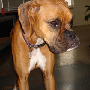 Sascha