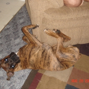 Silly Boy