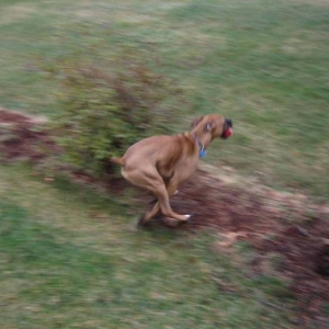 No, you can not have the ball!