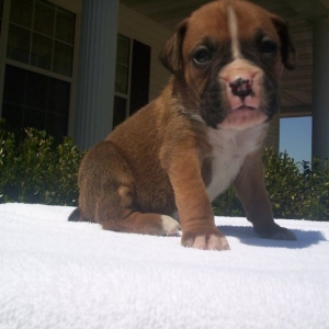Braylon At 4 Weeks
