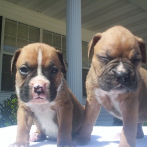 Braylon and Charlie At 4 Weeks!