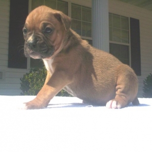 Charlie At 4 Weeks!