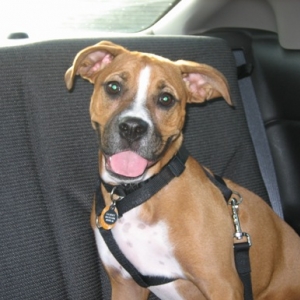 going_to_the_park