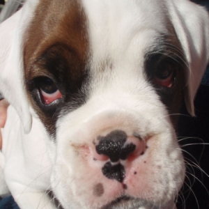 Luka 8 Weeks
