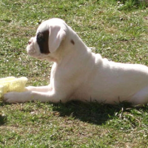 Luka 8 Weeks