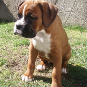 Angel 8 Weeks