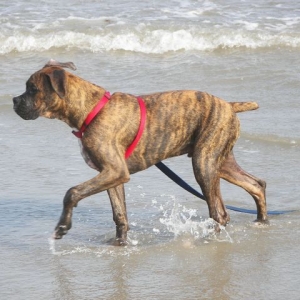 Rusty at beach 2