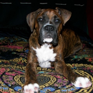 Rusty at 4 months
