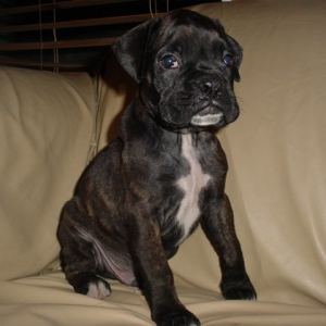 Cassius Picks!