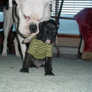 Here is Cassius in his Bee suit!!
