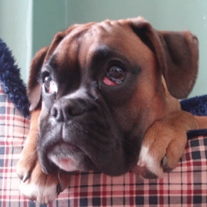 Ruby 6 Months 2