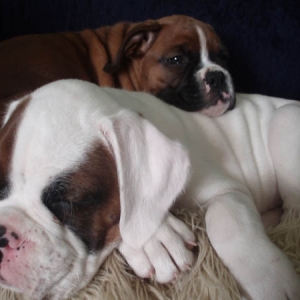 Luka and Angel 8 Weeks