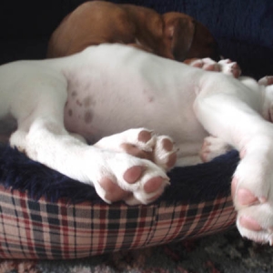 Luka's pink pads and freckly belly!