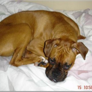 Cuddlebug