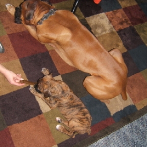 Rocky (8 wks) and Mac (4 years)
