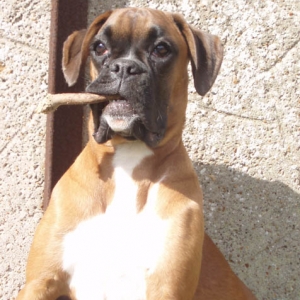 Ruby 6 months, Puppies 8 Weeks.