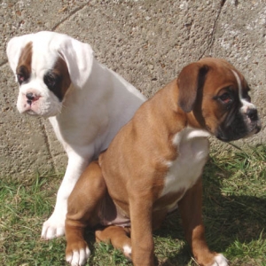 Ruby 6 months, Puppies 8 Weeks.
