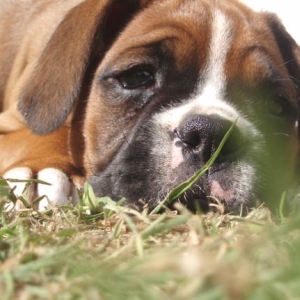 Ruby 6 months, Puppies 8 Weeks.
