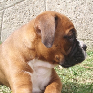 Angel 8 Weeks a