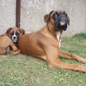 Ruby and Angel