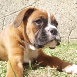 Angel 8 Weeks b