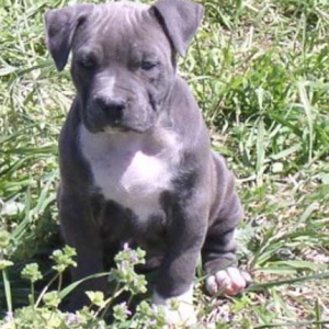 7 week old Keela