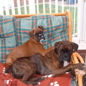 Zeb is always on Lola's back