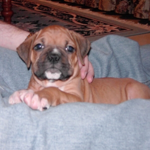 Rocky @ 8 wks
