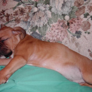 Rocky napping @ 9 weeks