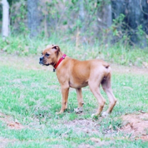 Rocky @ 15 weeks