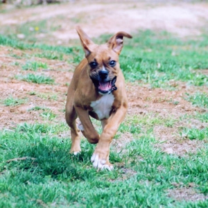 Running hard