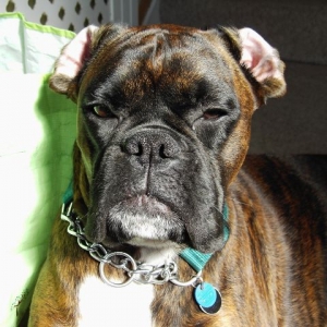 Bruno