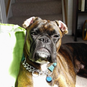 Bruno