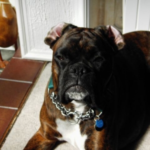 Bruno