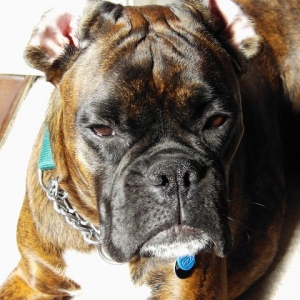 Bruno