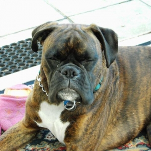 Bruno