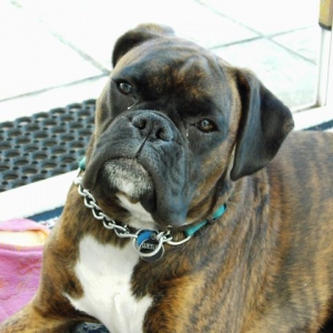 Bruno