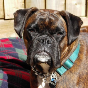 Bruno